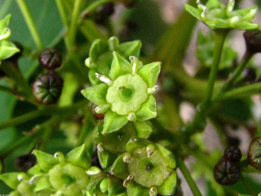 មគ្គុទេសក៍អំពីឧបករណ៍បាញ់ត្រី