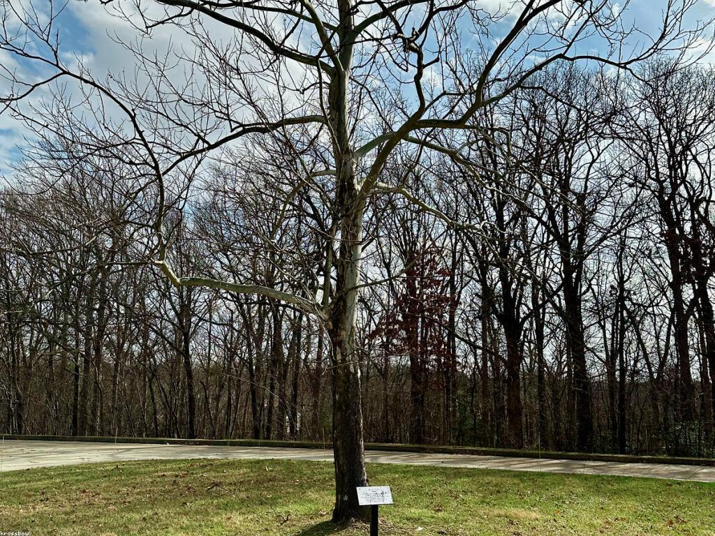 យុទ្ធសាស្ត្រសម្រាប់ការលូតលាស់យូរអង្វែង