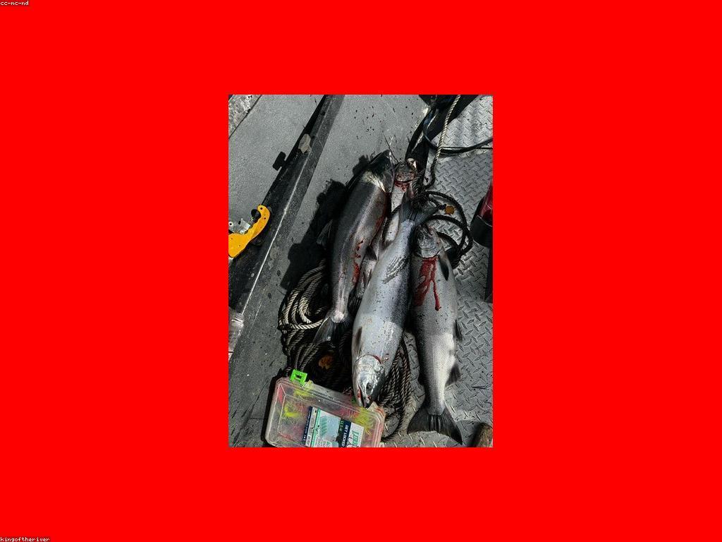 ឧបករណ៍បាញ់ត្រី: ជម្រើសល្អសម្រាប់កីឡាករបាញ់ត្រី